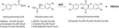 Red Clover HDT, a BAHD Hydroxycinnamoyl-Coenzyme A:L-3,4-Dihydroxyphenylalanine (L-DOPA) Hydroxycinnamoyl Transferase That Synthesizes Clovamide and Other N-Hydroxycinnamoyl-Aromatic Amino Acid Amides